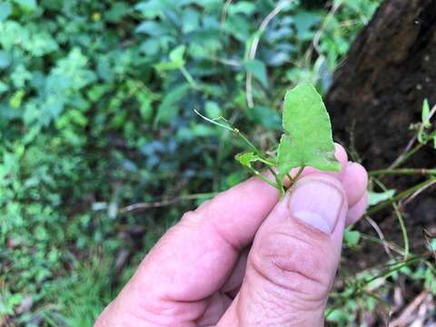 Muehlenbeckia gracillima Meisn.的圖片