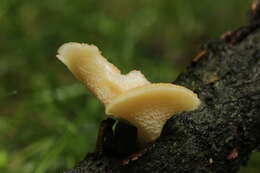 Image of Polyporus tuberaster (Jacq. ex Pers.) Fr. 1821