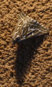 Image of Sagebrush Girdle