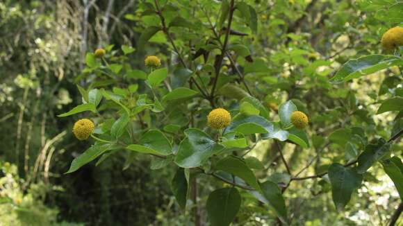 Image of Podanthus ovatifolius Lag.