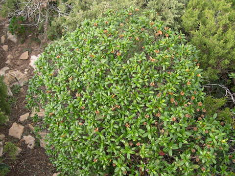 Image of Cistus ladanifer subsp. sulcatus (J. P. Demoly) P. Montserrat