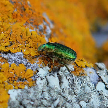 صورة Diphucephala colaspidoides (Gyllenhal 1817)