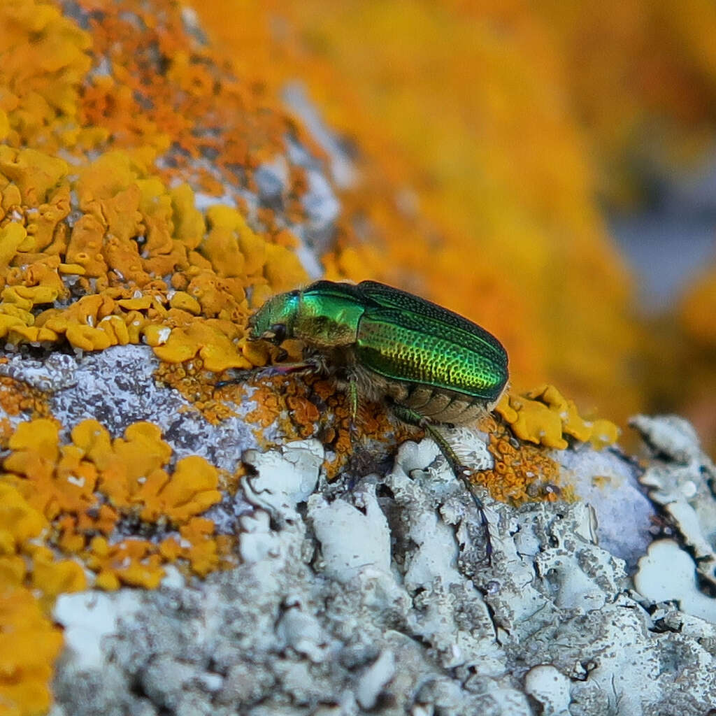 Image of Diphucephala colaspidoides (Gyllenhal 1817)