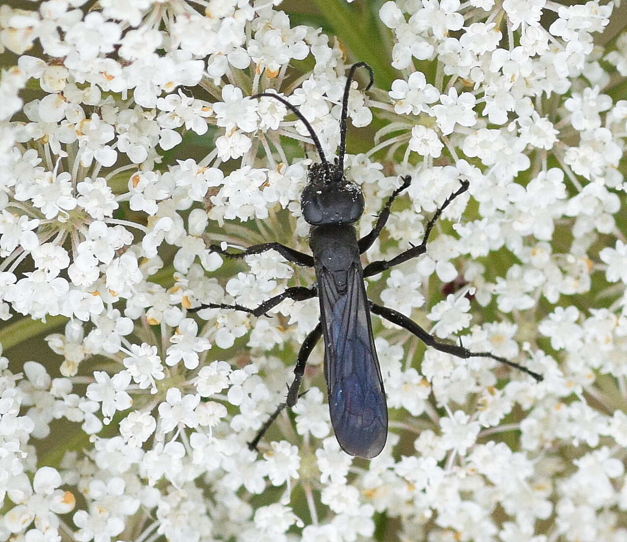 Anoplius nigerrimus (Scopoli 1763) resmi