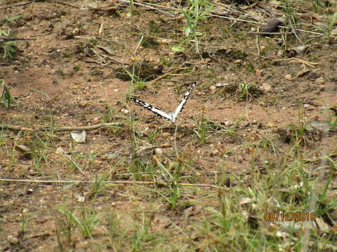 Слика од Graphium morania (Angas 1849)