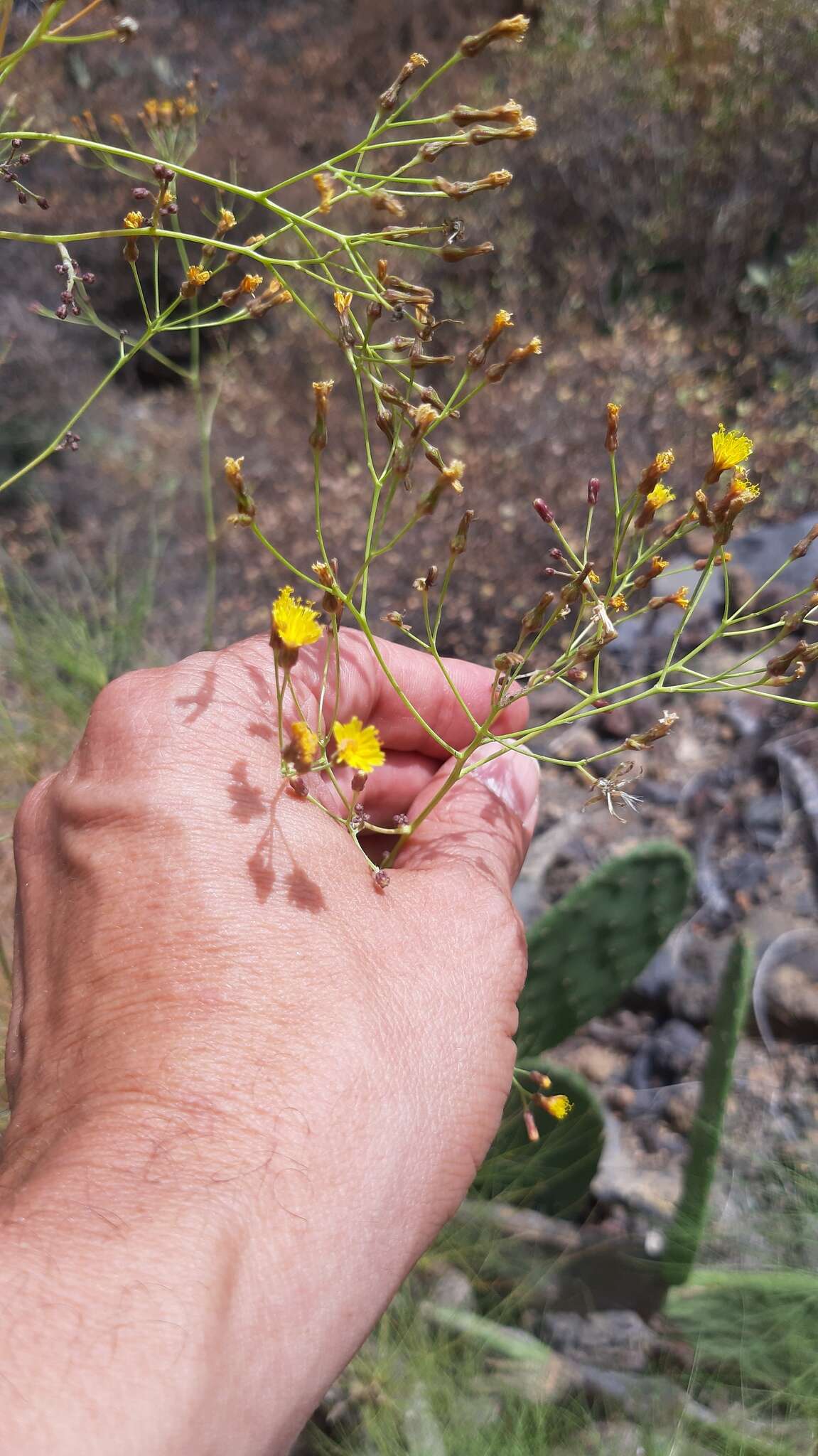 Image of Sonchus capillaris Svent.