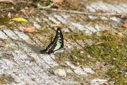 Image of Glassy Bluebottle Butterfly