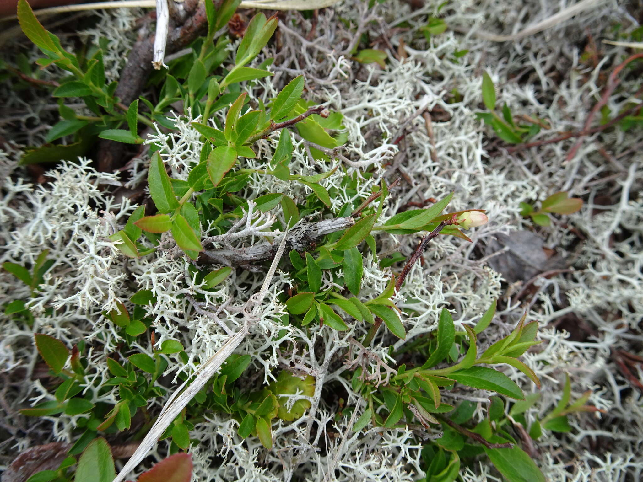 Image of northern blueberry