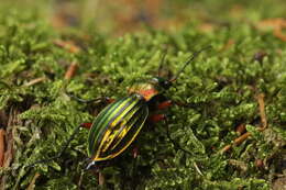 Carabus (Chrysocarabus) auronitens Fabricius 1792 resmi