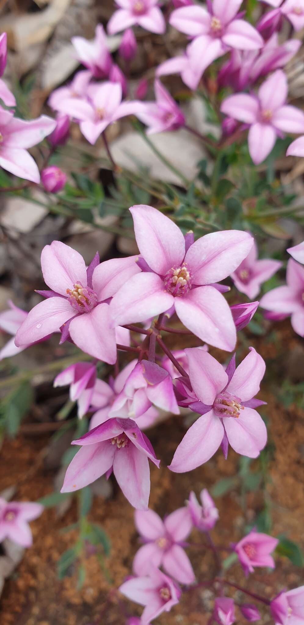 Image de Boronia fastigiata Bartl.