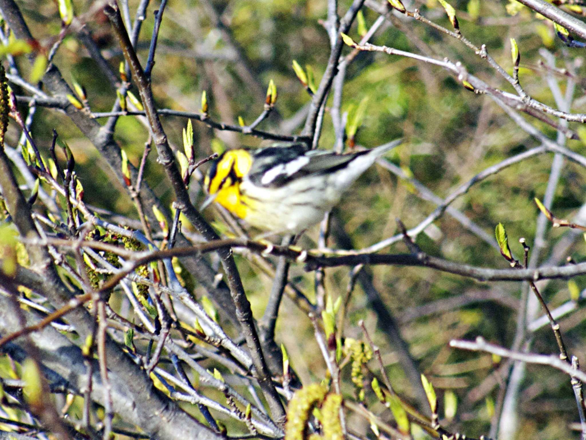 Image of Blackburnian Warbler