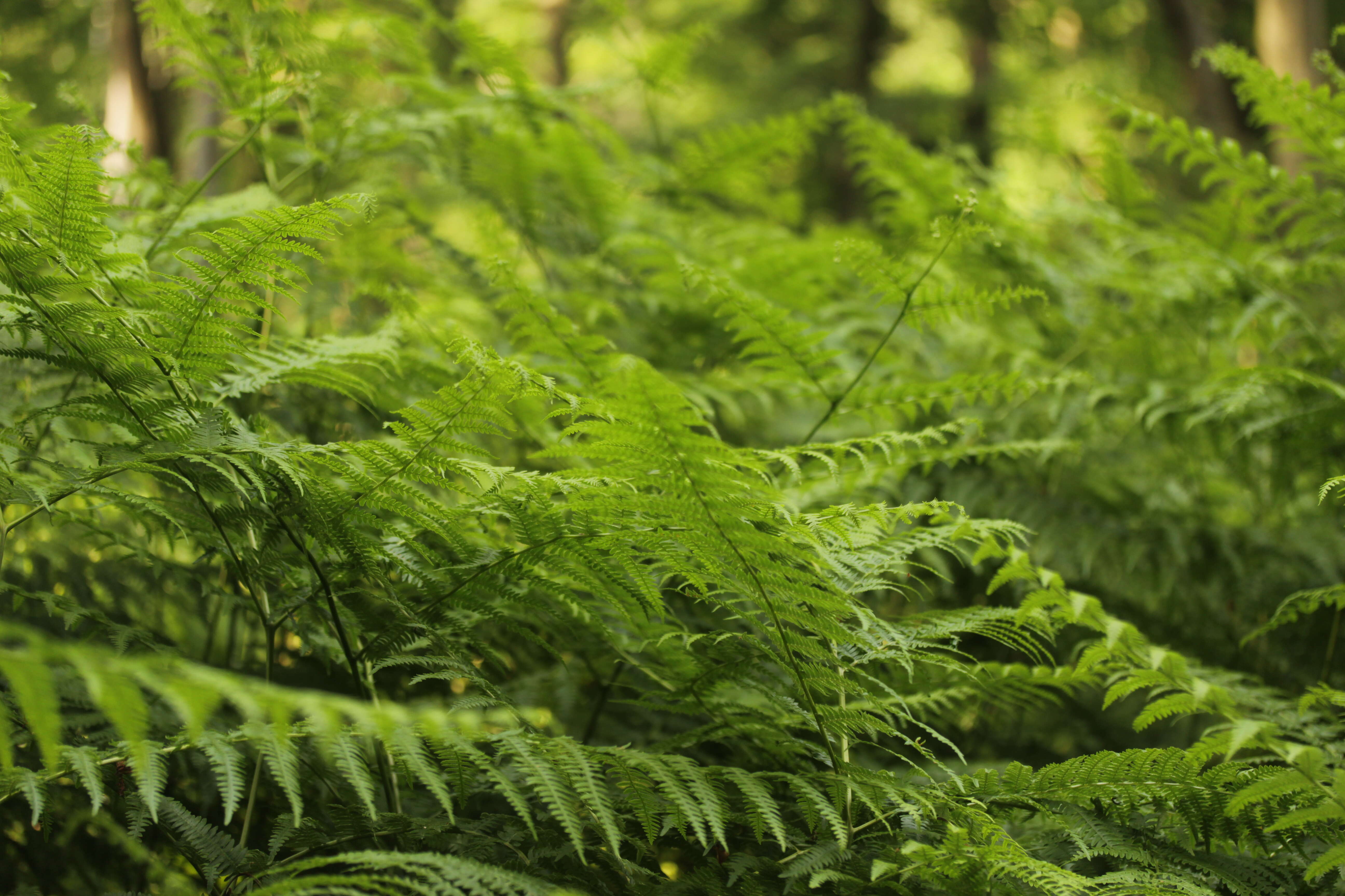 Image of Bracken