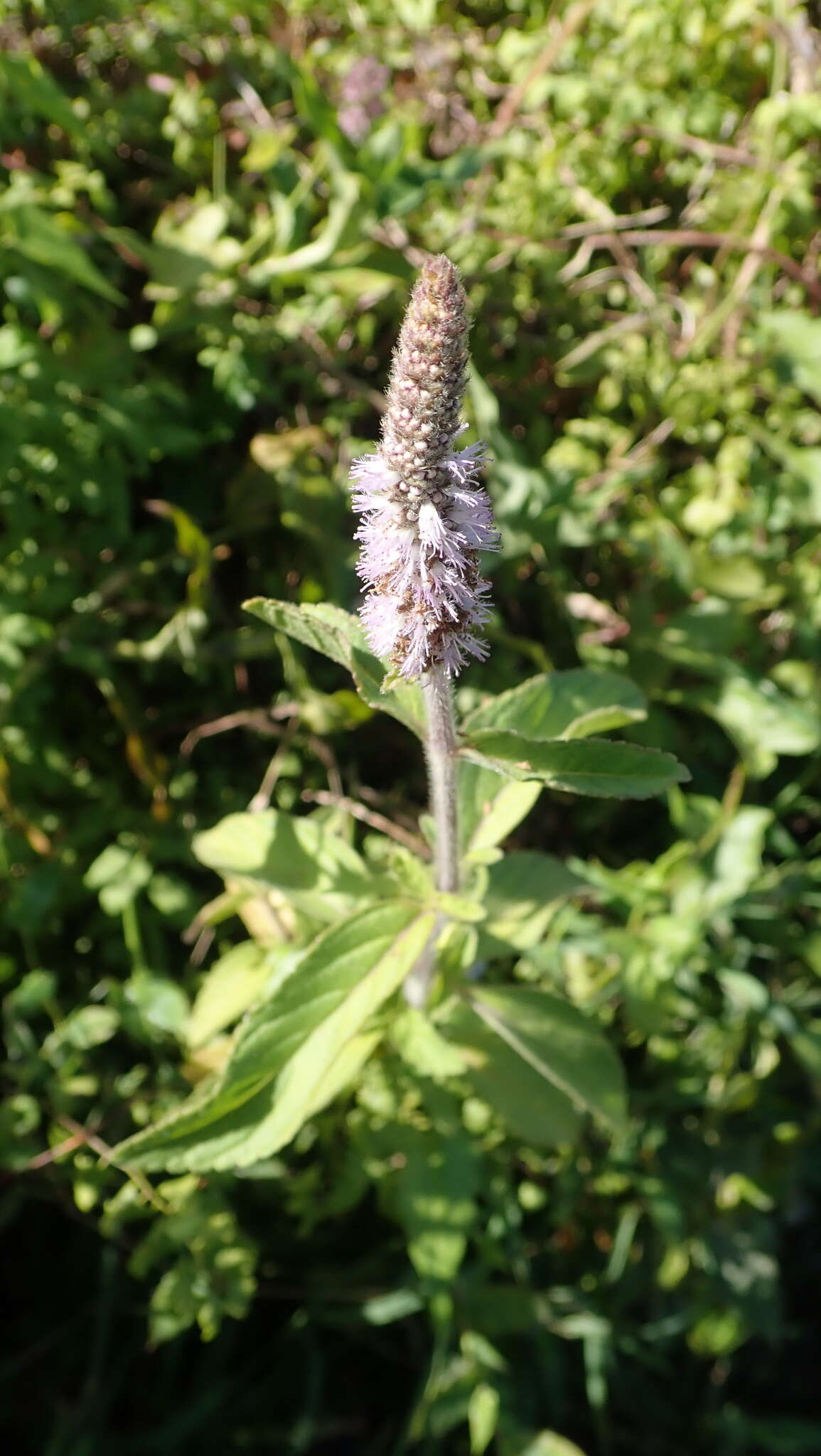 Image of Pogostemon auricularius (L.) Hassk.