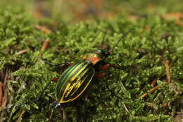 Carabus (Chrysocarabus) auronitens Fabricius 1792 resmi