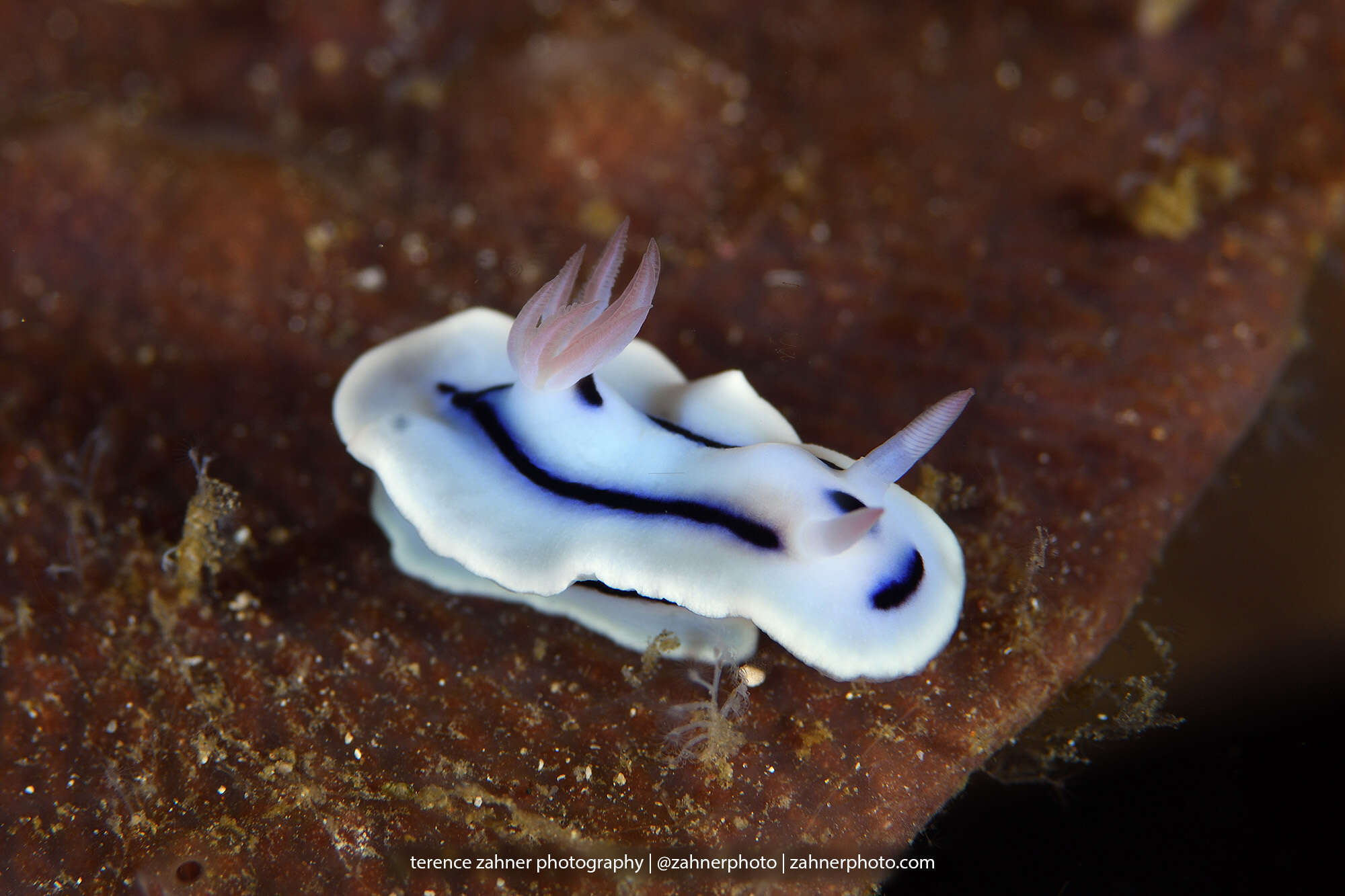 Image de Chromodoris lochi Rudman 1982