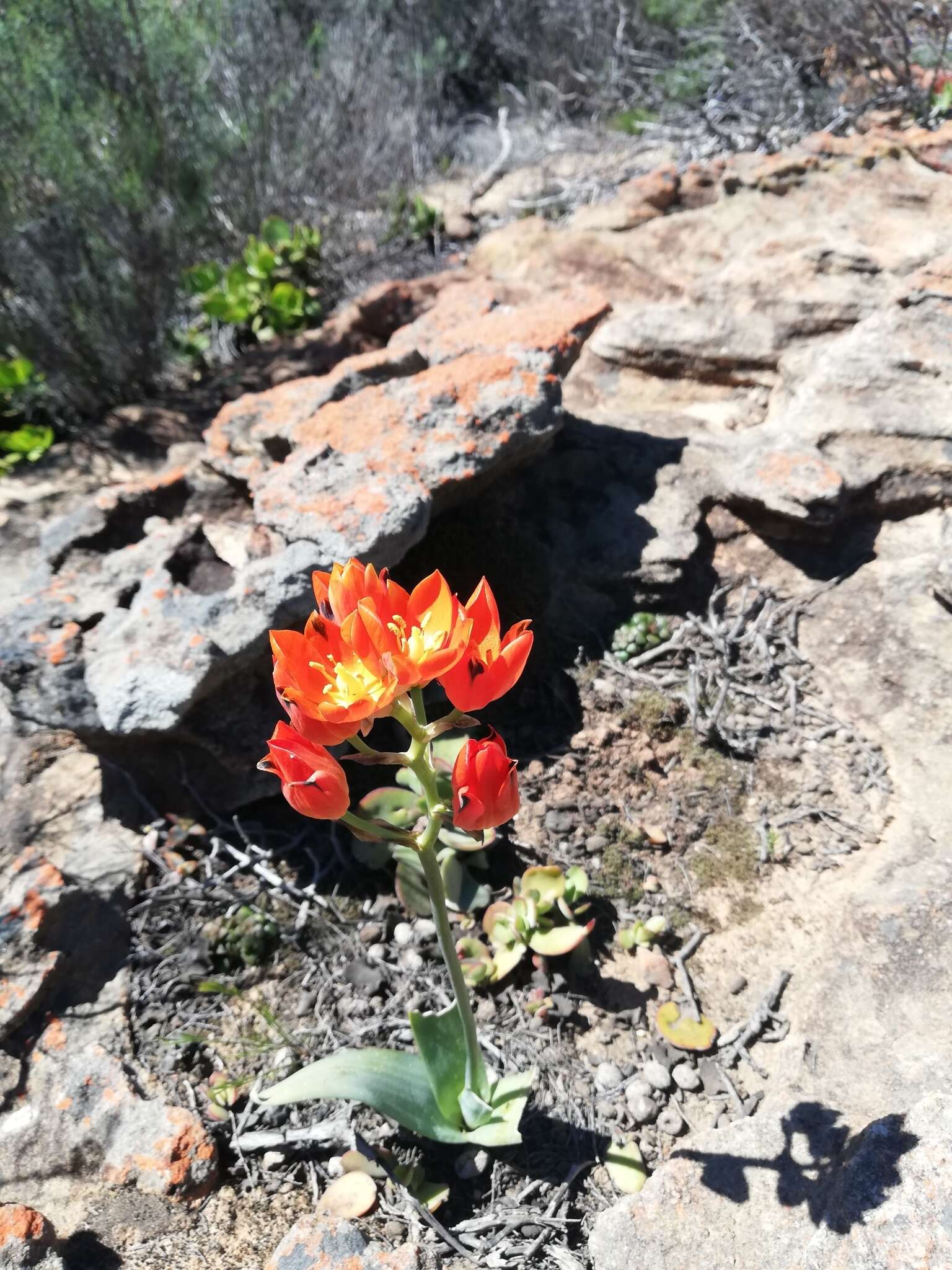 Image de Ornithogalum maculatum Jacq.