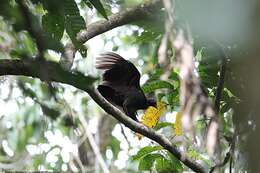 Image of Melanesian Megapode