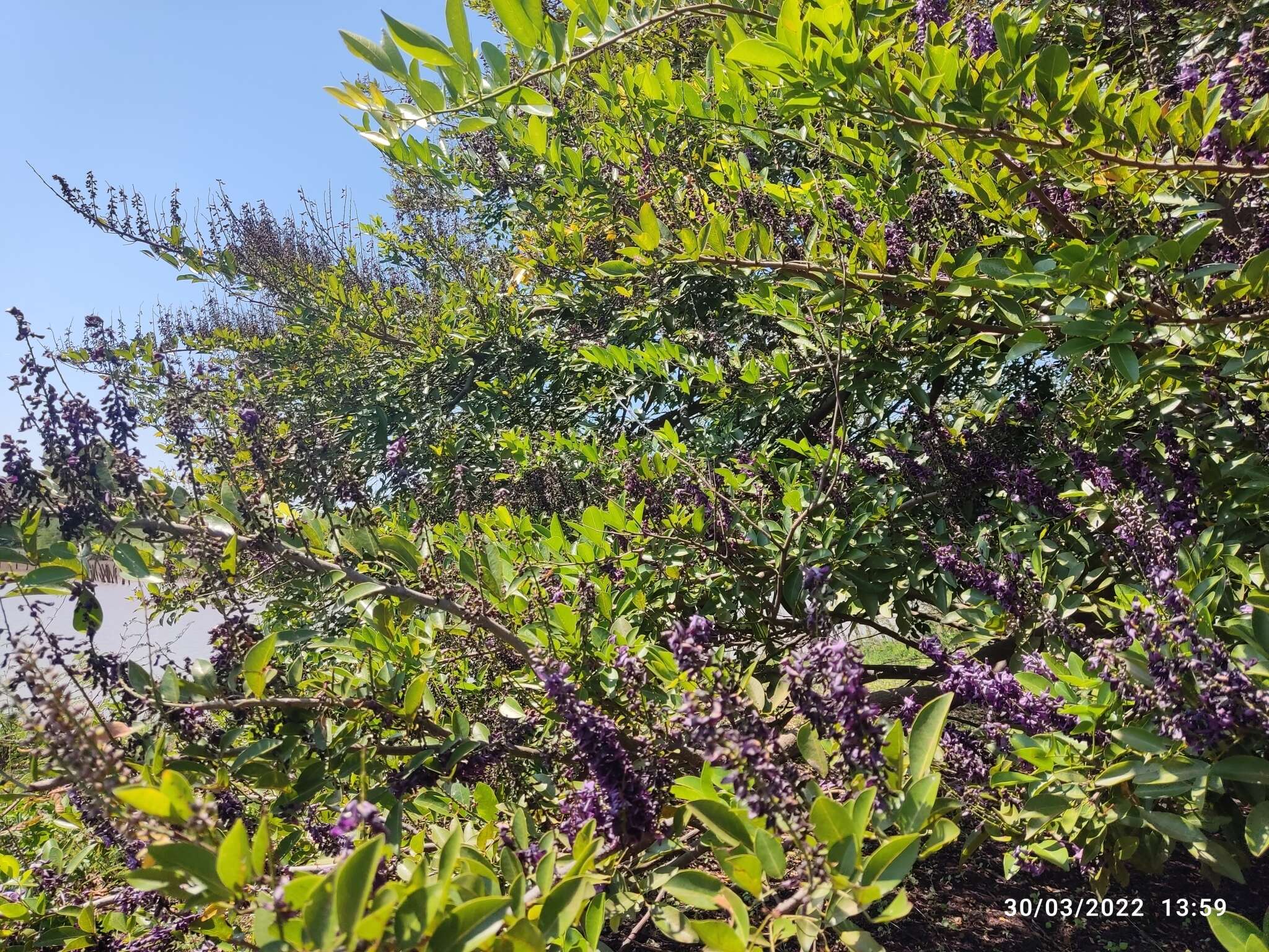 Image of Lonchocarpus hondurensis Benth.