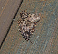 Image of Meal Moth