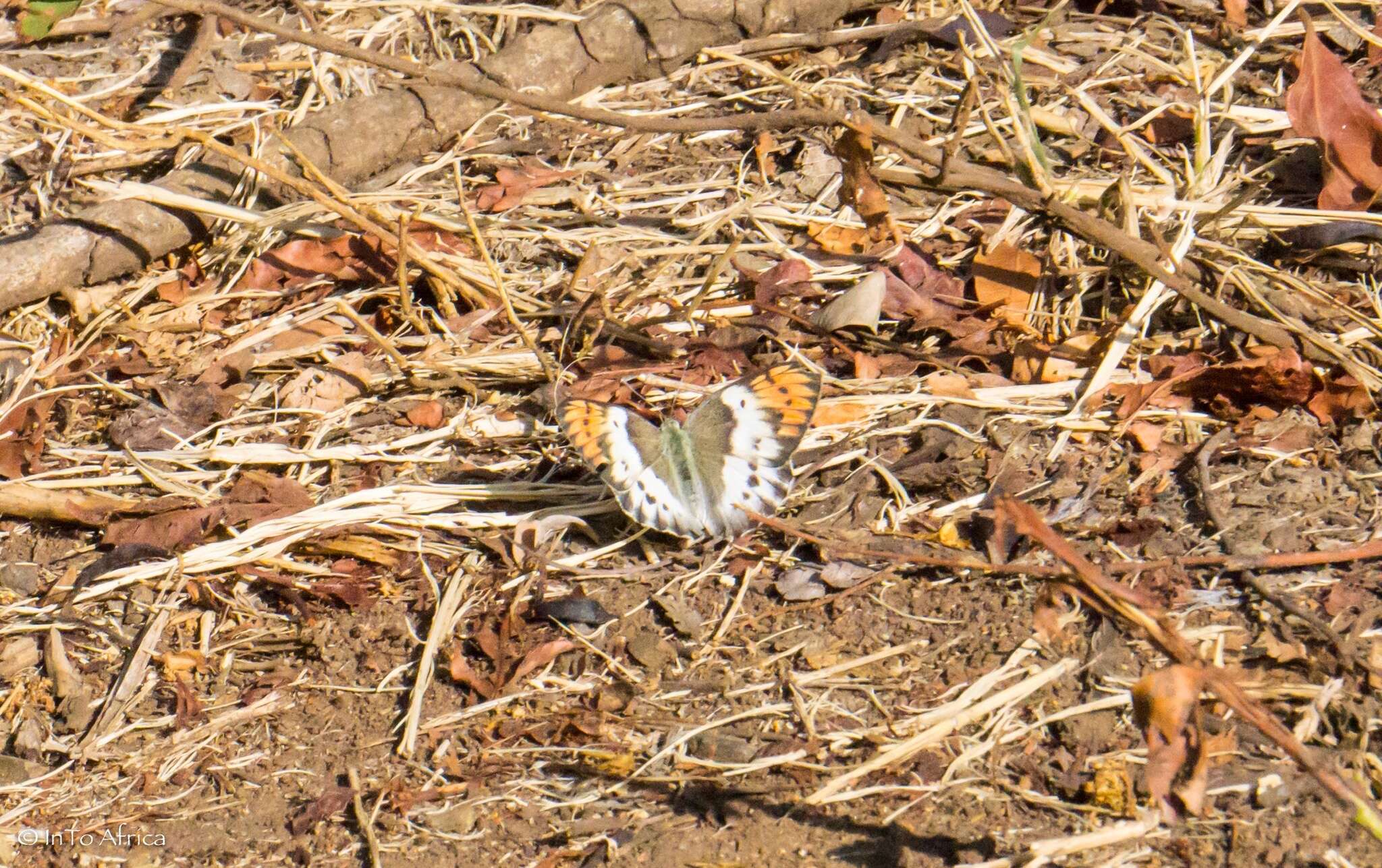 Image of <i>Colotis annae</i>