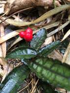 Image of Ardisia violacea (T. Suzuki) W. Z. Fang & K. Yao