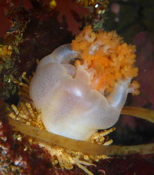 Image of pseudo-white sea cucumber