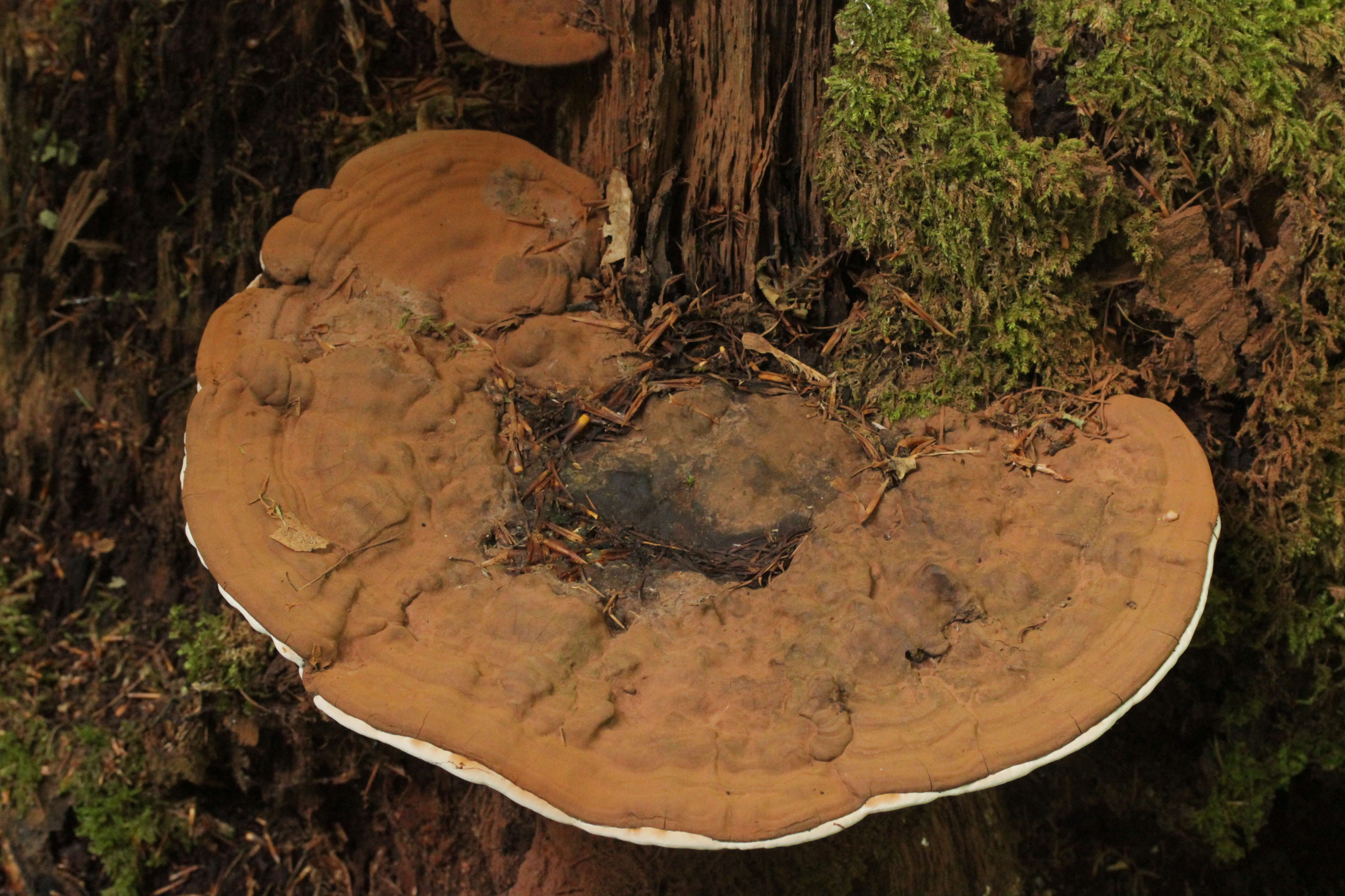 Image of Ganoderma applanatum