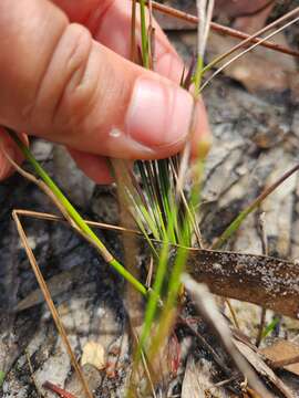 Image of Xyris juncea R. Br.