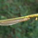 Image of Myrmeleon (Myrmeleon) bimaculatus C.-k. Yang 1999