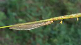 Image of Myrmeleon (Myrmeleon) bimaculatus C.-k. Yang 1999