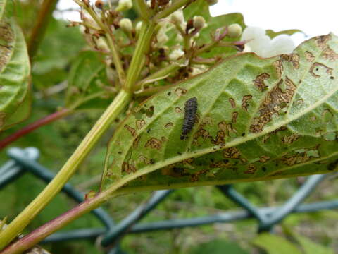 Image of Viburnum leaf beetle