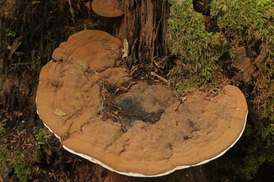 Image of Ganoderma applanatum