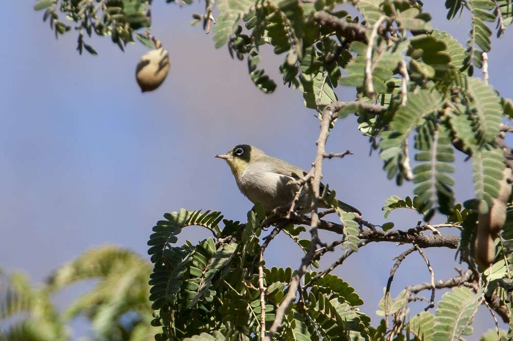 Image of Abyssinian White-eye