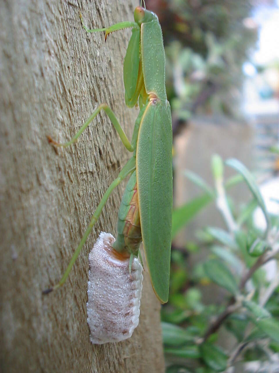 Image of New Zealand mantis