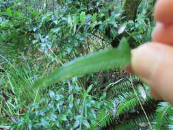 Sivun Polystichum munitum (Kaulf.) C. Presl kuva