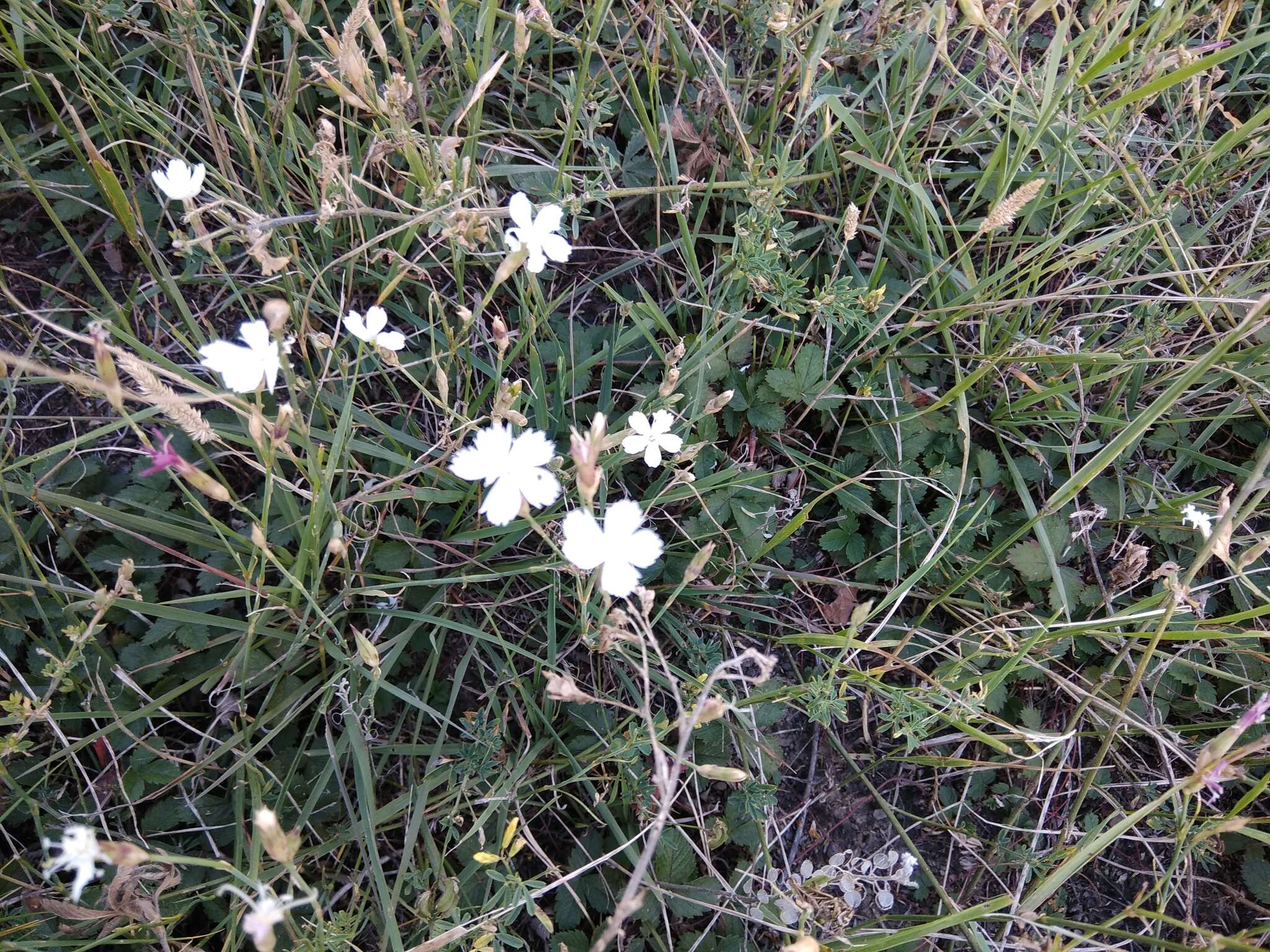 Слика од Dianthus cretaceus Adams