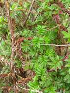 Image of Acaena elongata L.