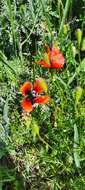 Image of Prickly Poppy