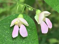 Image of Thicket Bean