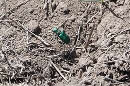 Image de Cicindela (Cicindela) denverensis Casey 1897