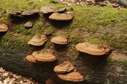 Image of Ganoderma applanatum