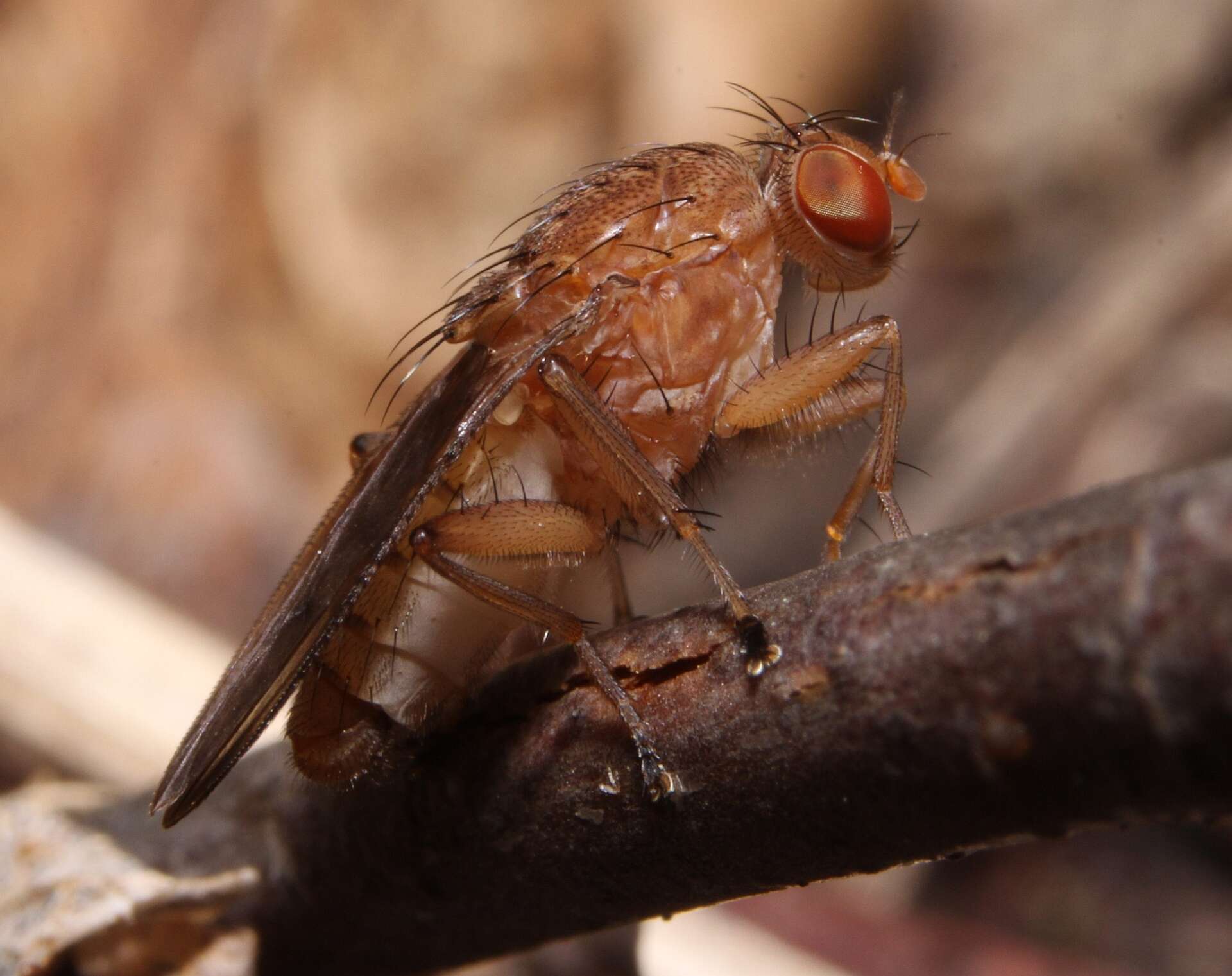 صورة Suillia quinquepunctata (Say 1823)