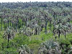 Image of Yatay palm