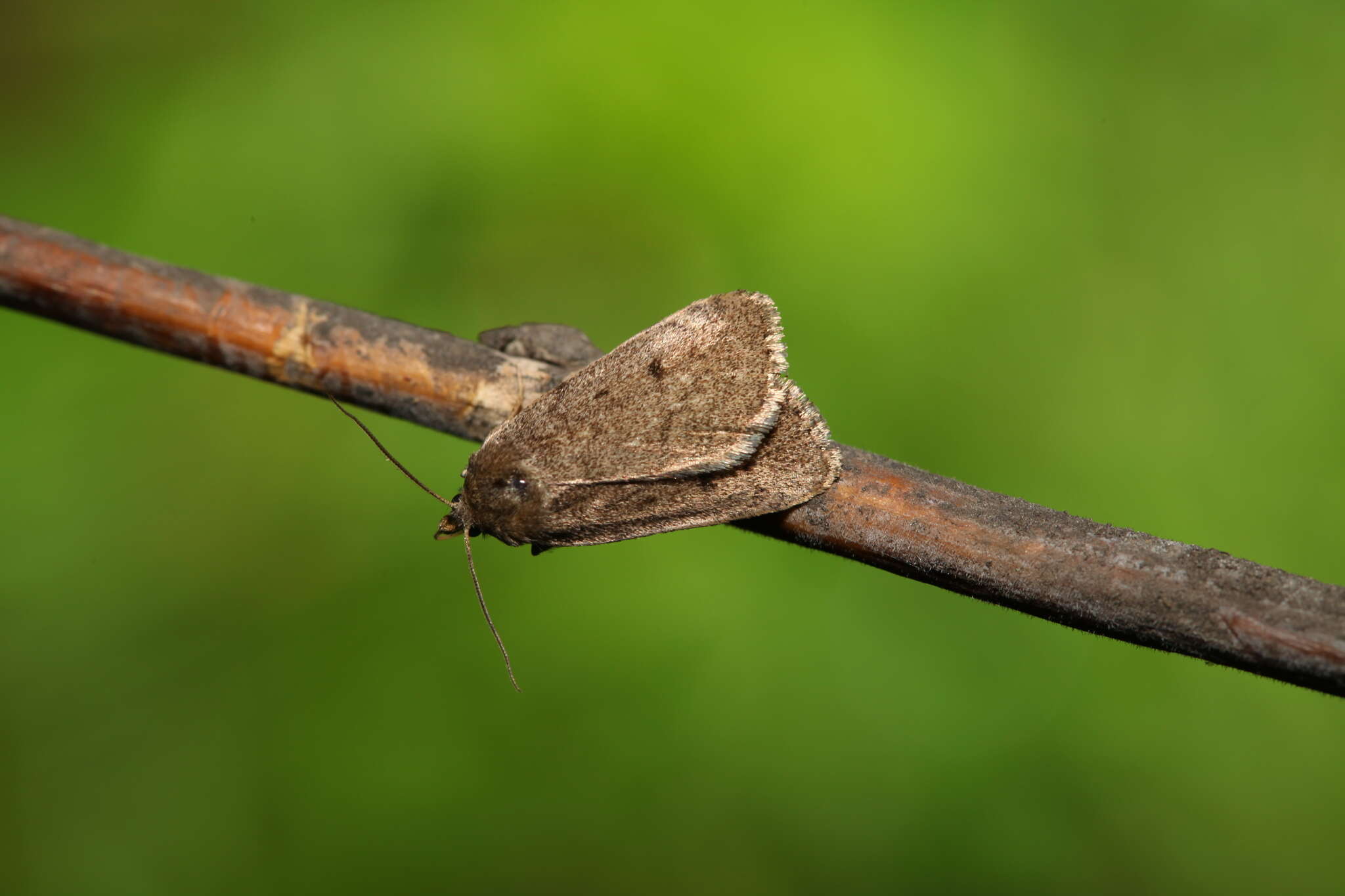 Image of Marsh moth