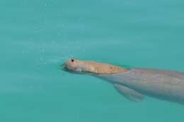 Image of Dugongs