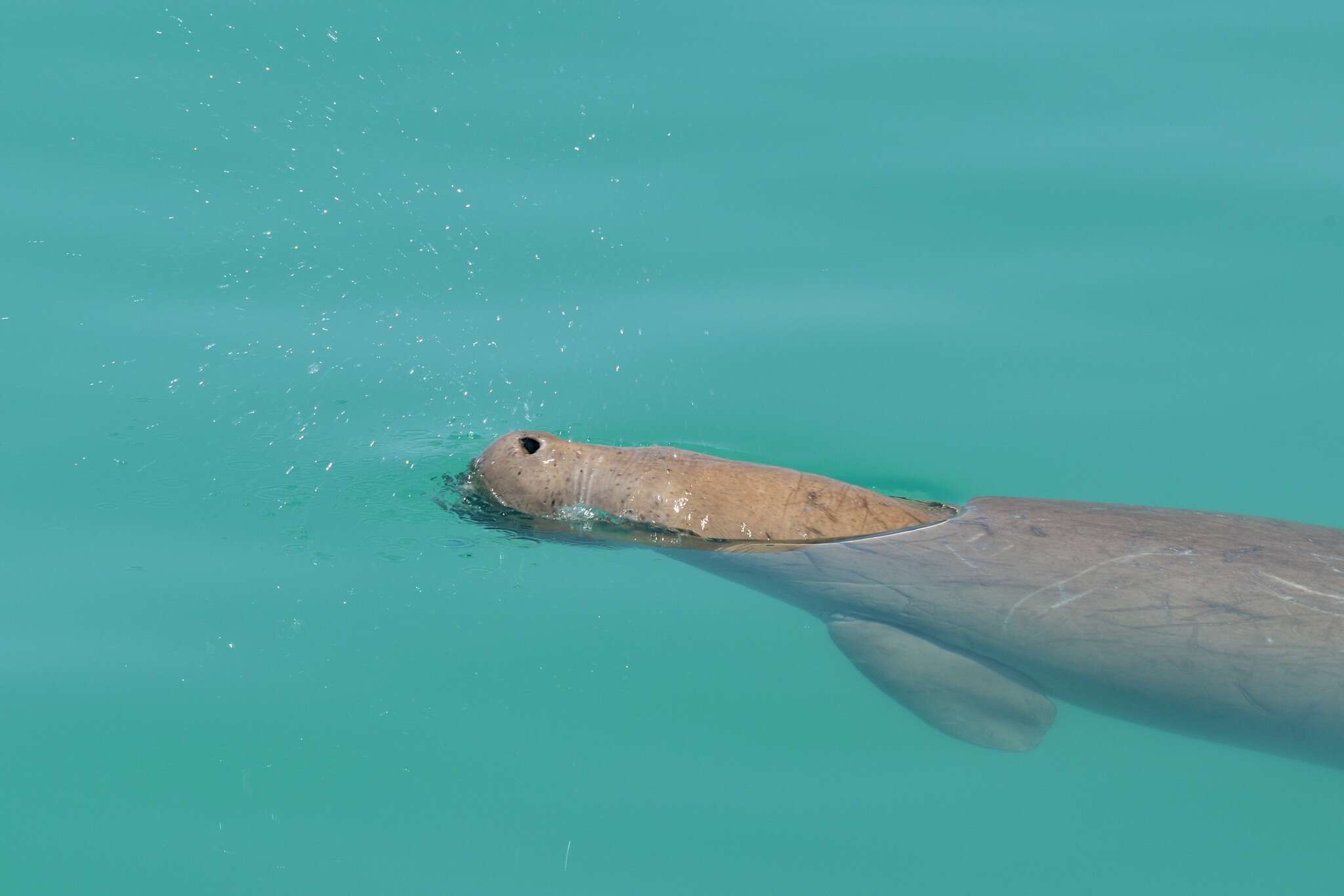 Image of Dugongs