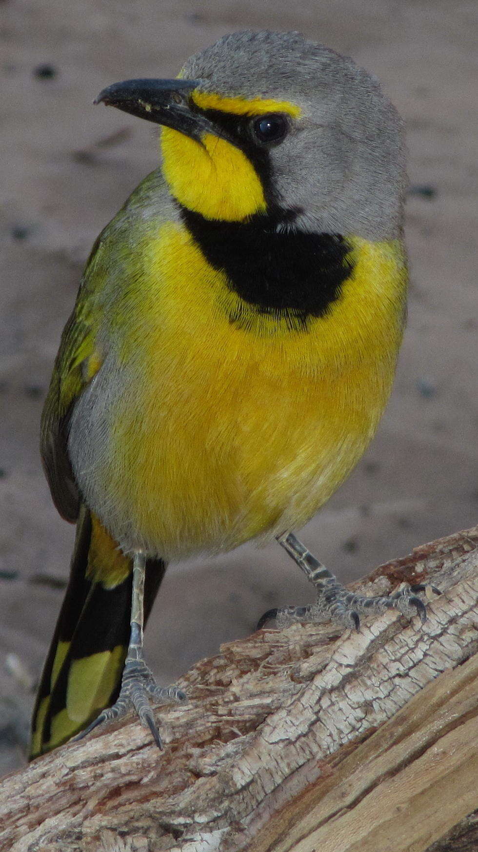 Image of Telophorus zeylonus thermophilus Clancey 1960