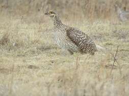 Image of Sharp-tailed Grouse