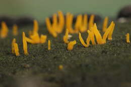 Image of Calocera cornea (Batsch) Fr. 1827