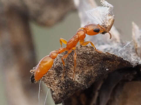 صورة Pseudomyrmex seminole Ward 1985